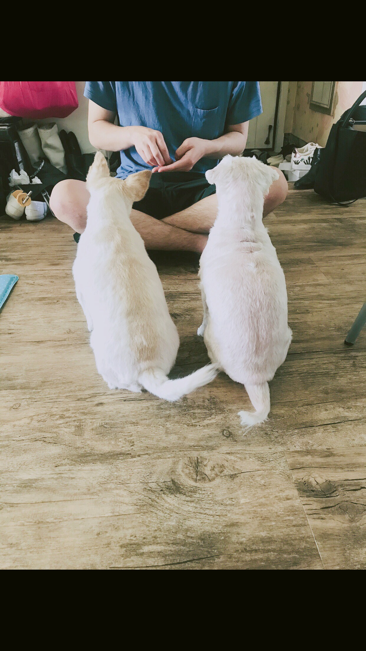 목련이 1년 입양 후기입니다~ 