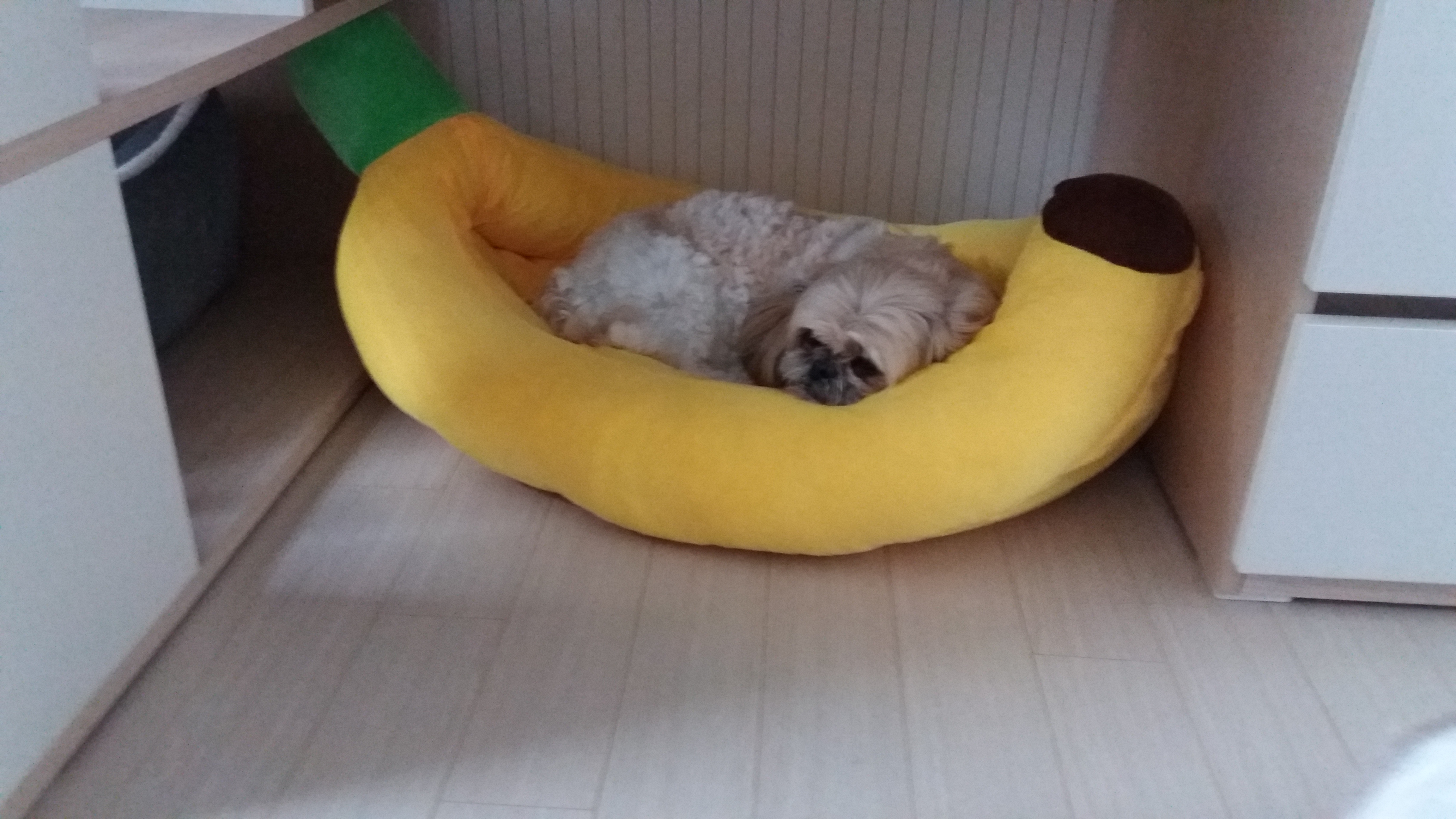 코미건강히잘지내고있어요^^
