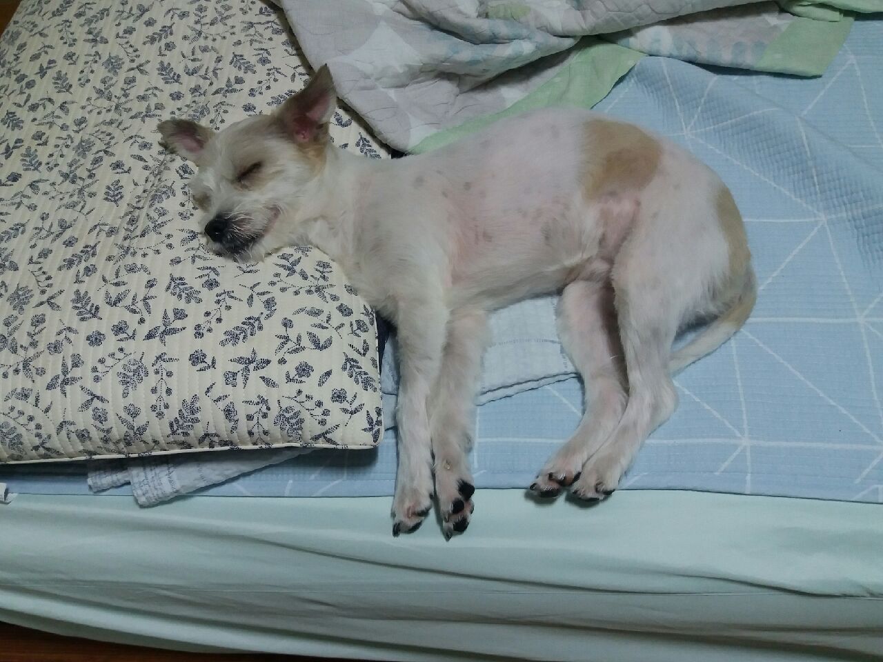 막둥이 오랜만에 소식 올려요