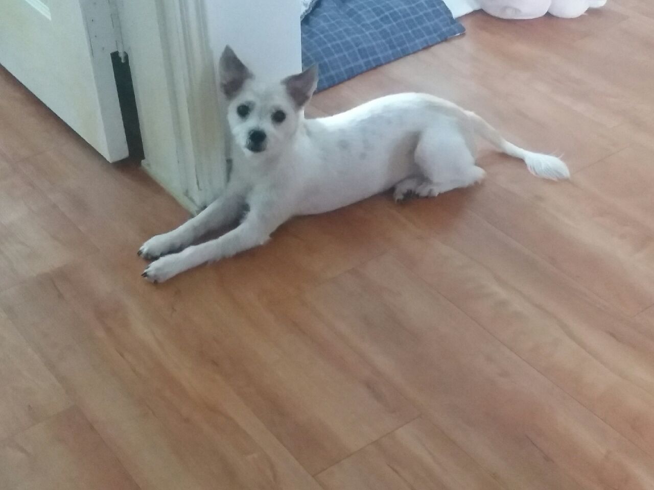막둥이 오랜만에 소식 올려요