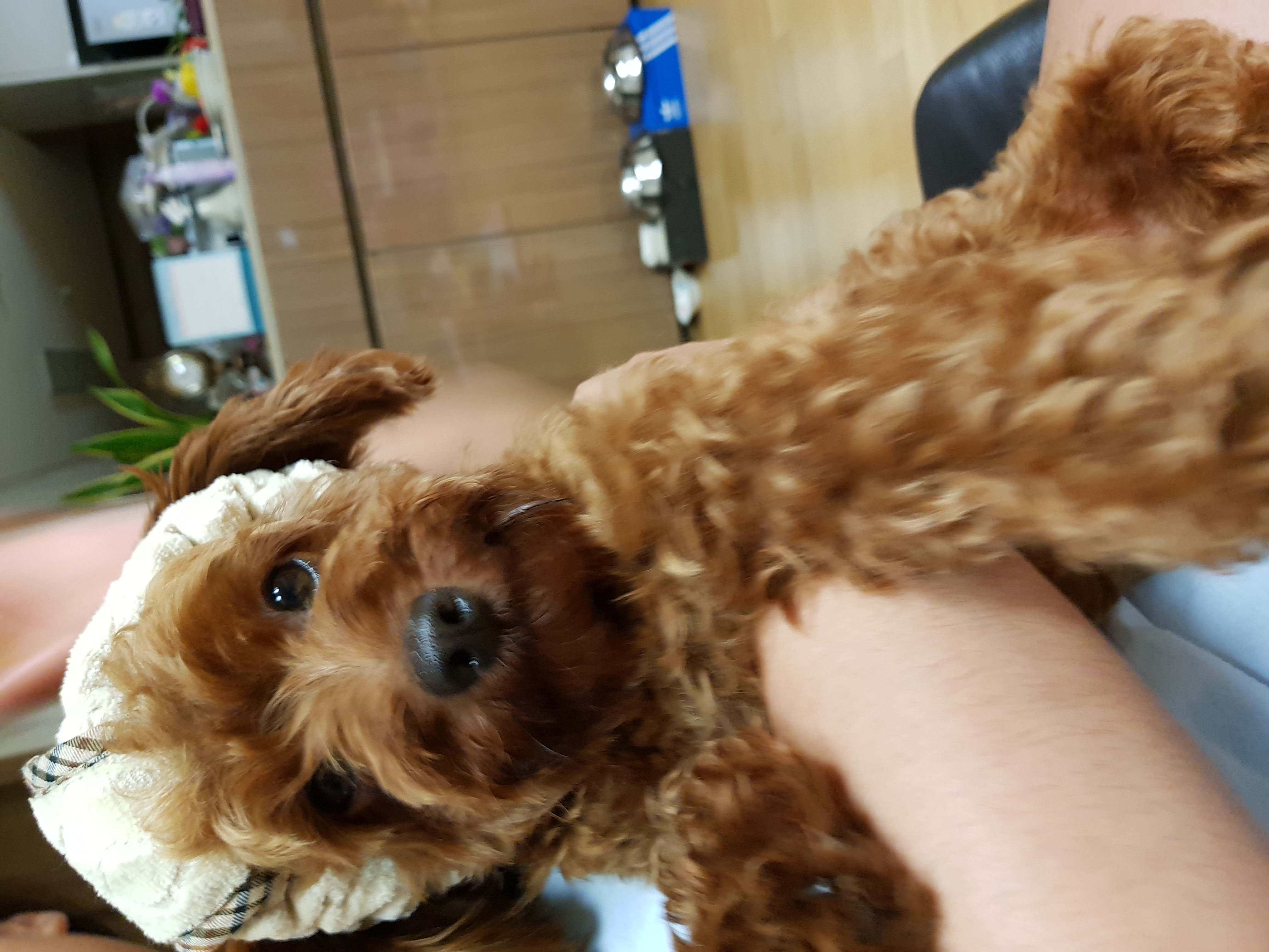 코아 입양 한달째 입니다