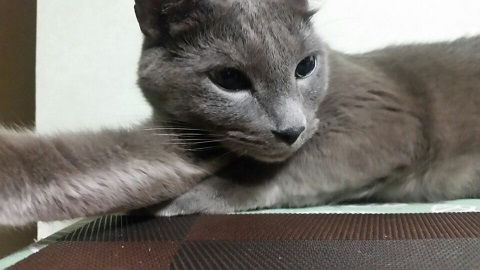 귤이(오잉이) 1년차 인사왔어요