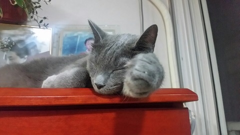 귤이(오잉이) 1년차 인사왔어요