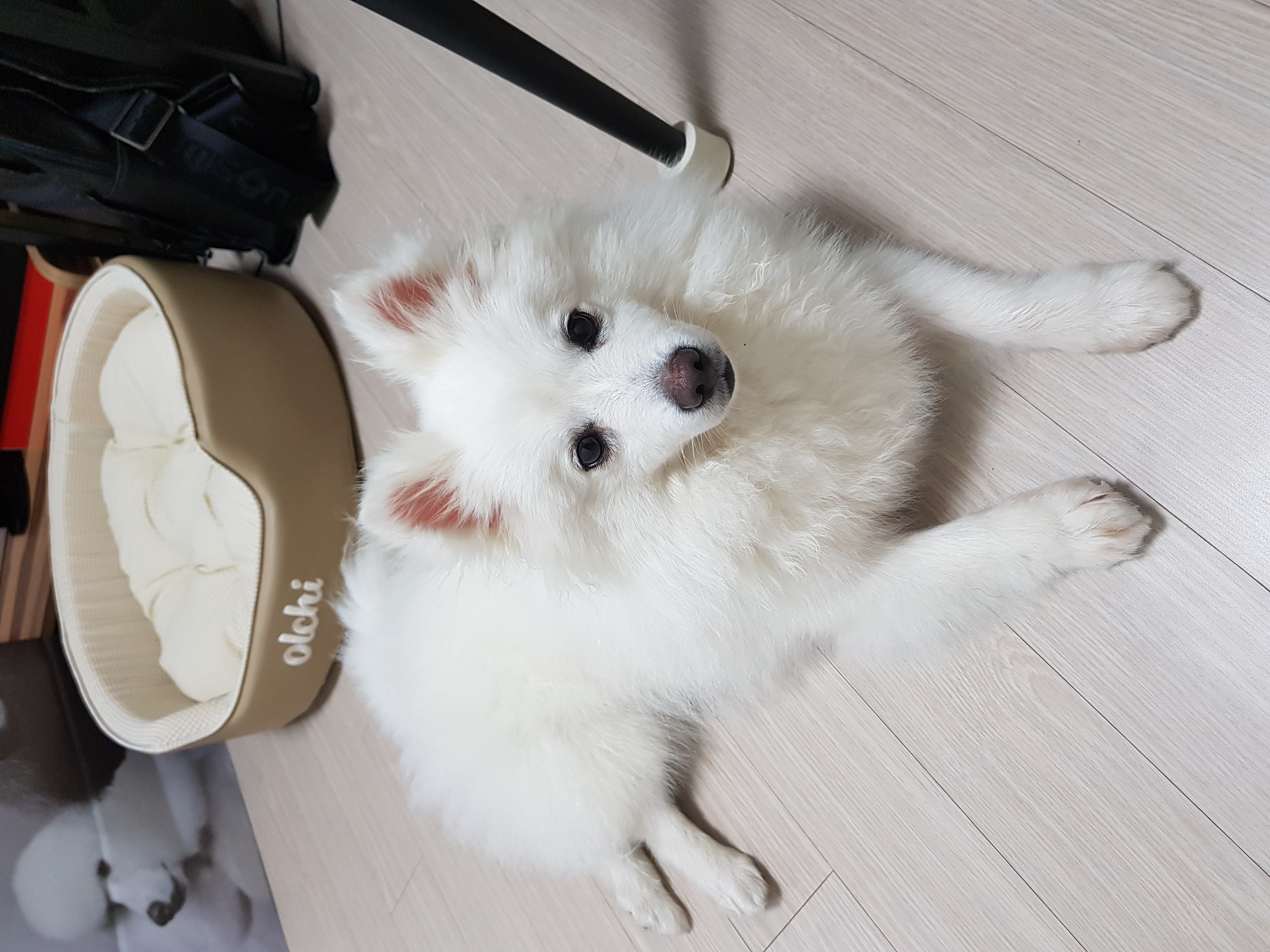 메리와 함께한지 일주일째입니다!