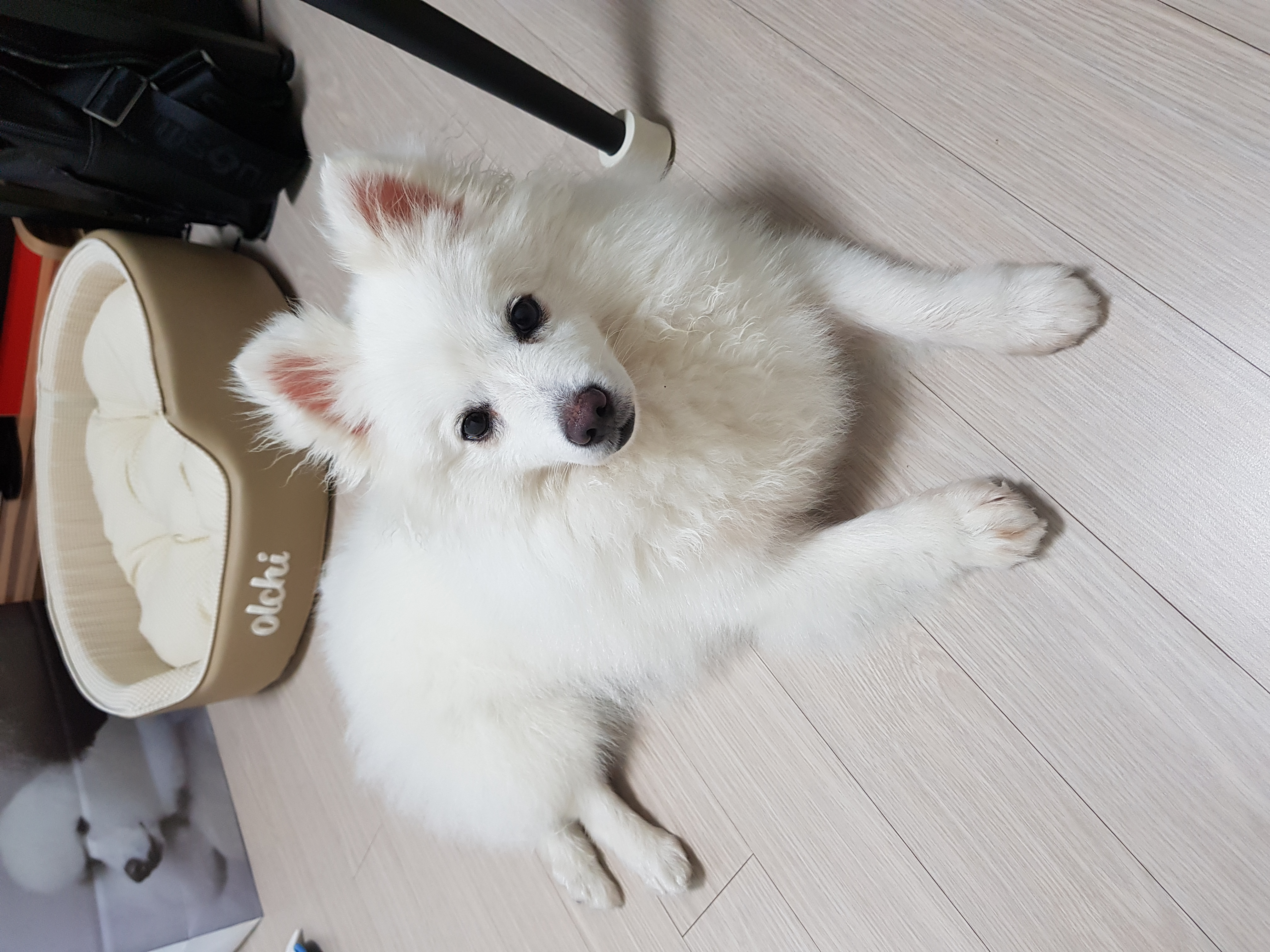 메리와 함께한지 일주일째입니다!