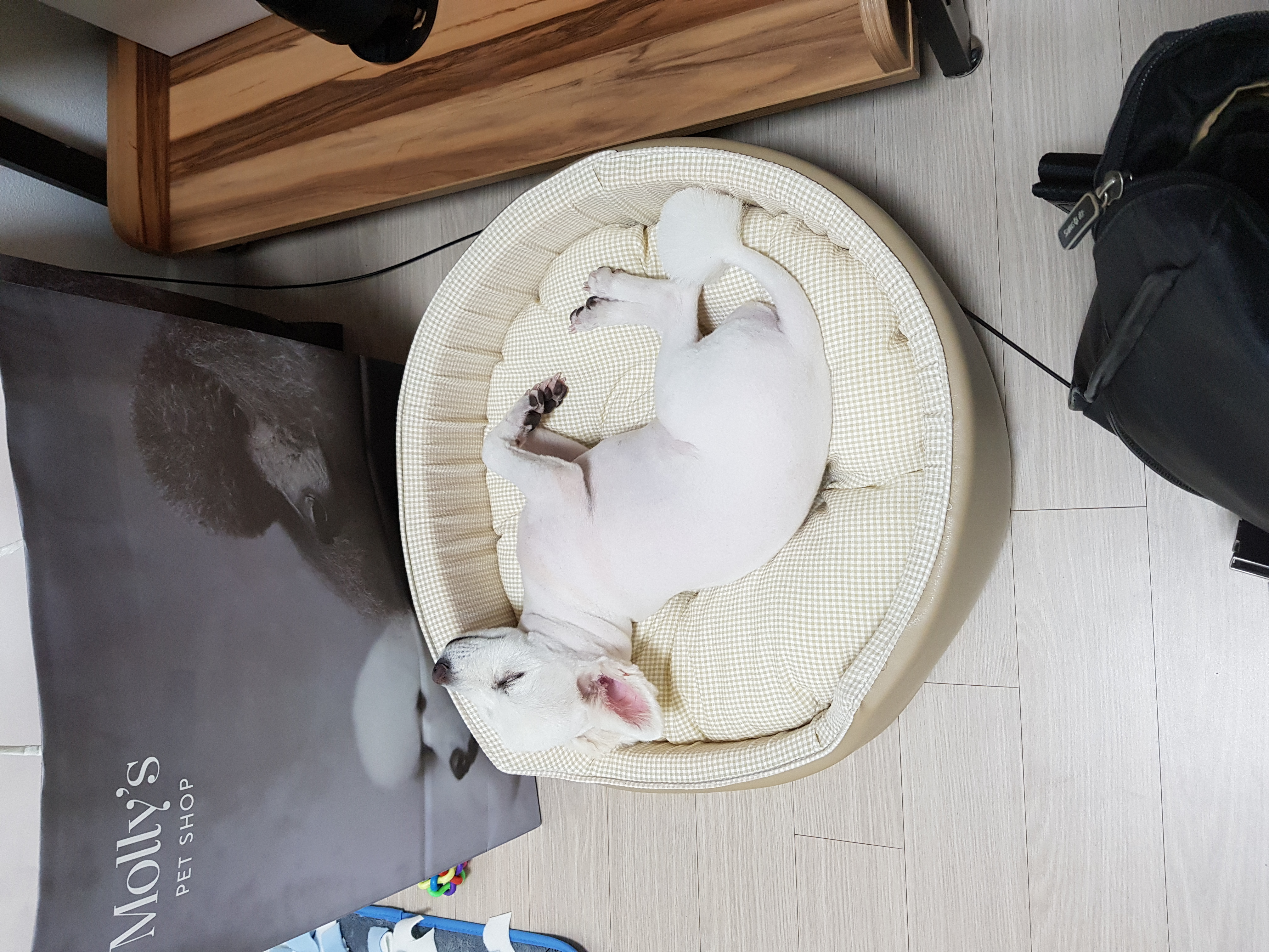 메리와 함께한지 일주일째입니다!