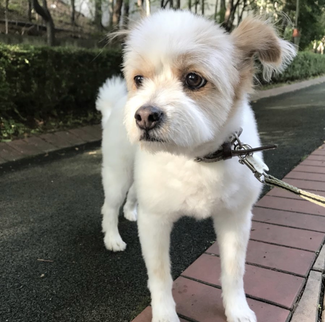 뚱순이를 데려온지도 벌써 8년