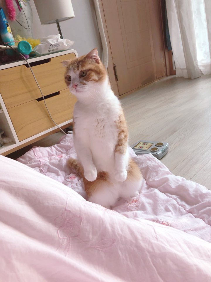 8. 우리 폴이입니다.