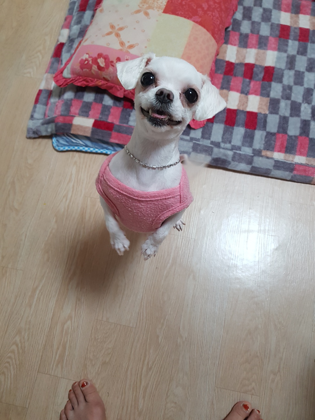 입양후기요!!!!!!!!~~~~~~~~양파요@@@@@@@@@@