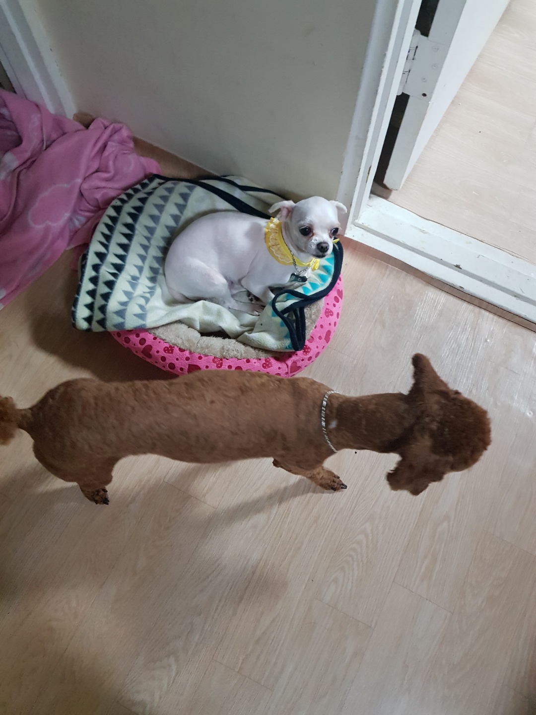 입양후기요!!!!!!!!~~~~~~~~양파요@@@@@@@@@@