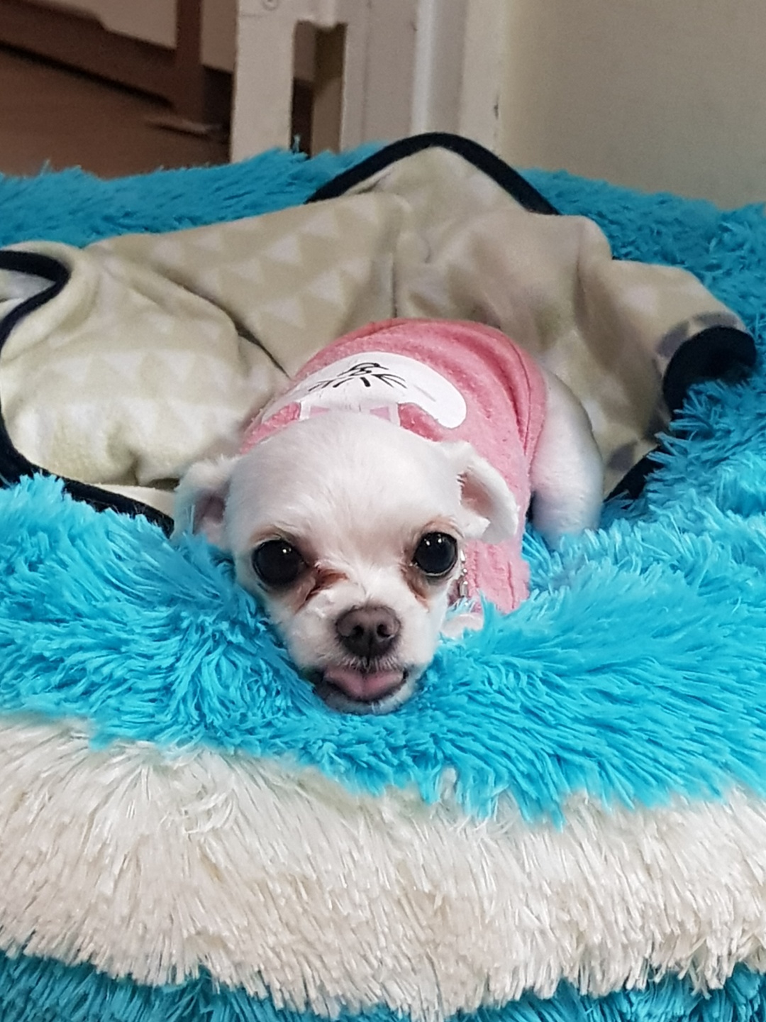 입양후기요!!!!!!!!~~~~~~~~양파요@@@@@@@@@@