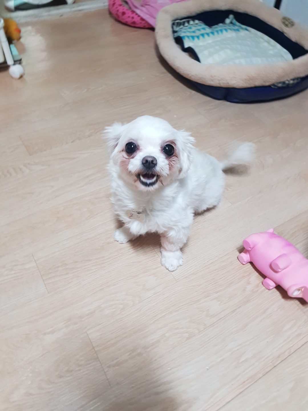 입양후기요!!!!!!!!~~~~~~~~양파요@@@@@@@@@@