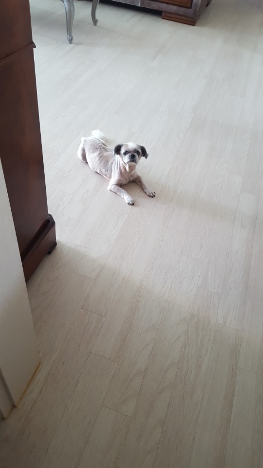 입양 14년차 진주초롱