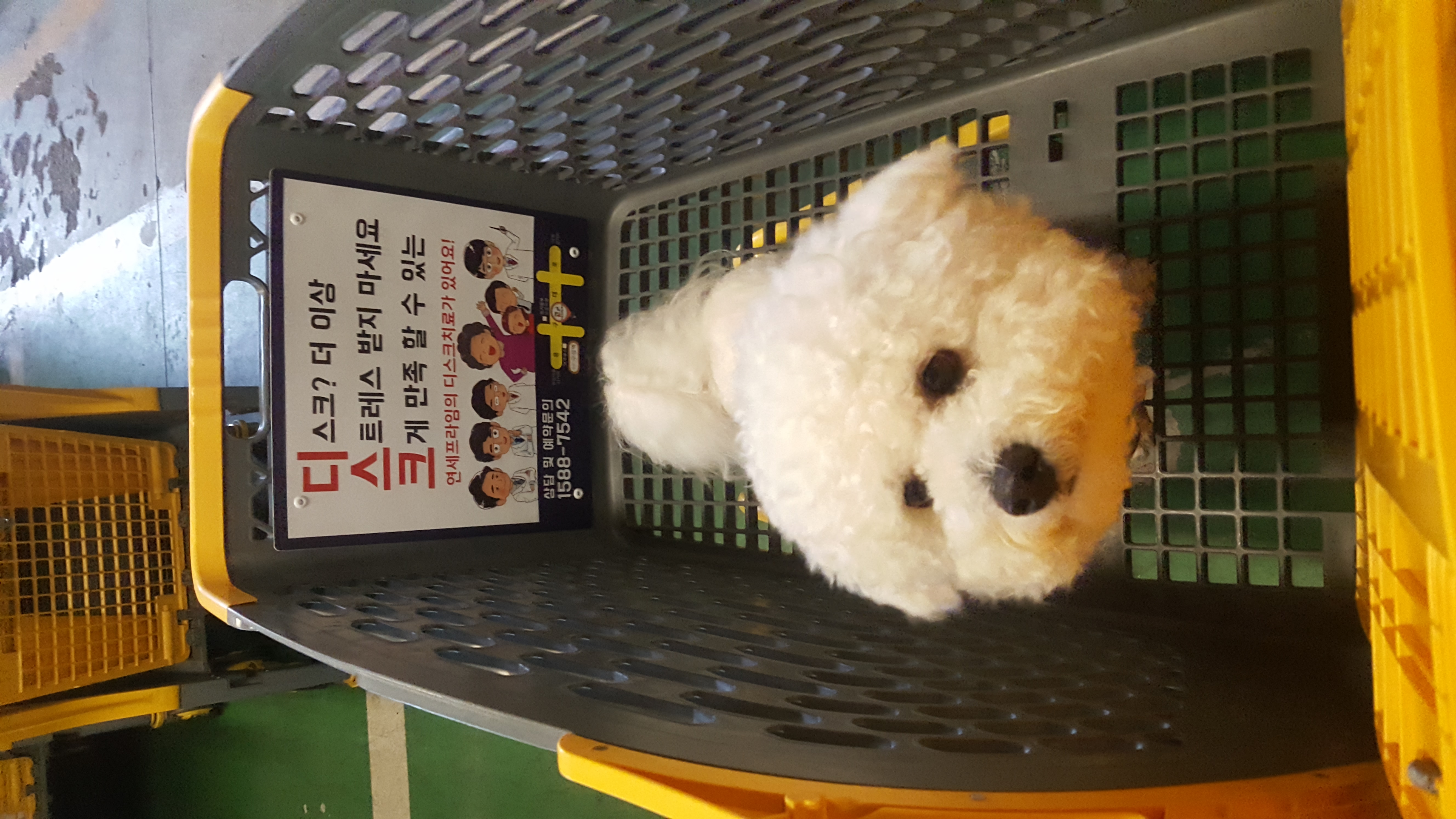 바우 (방울이)입양후기
