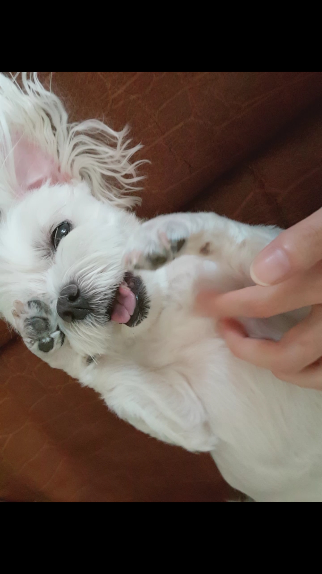 꼬물꼬물 뽀야