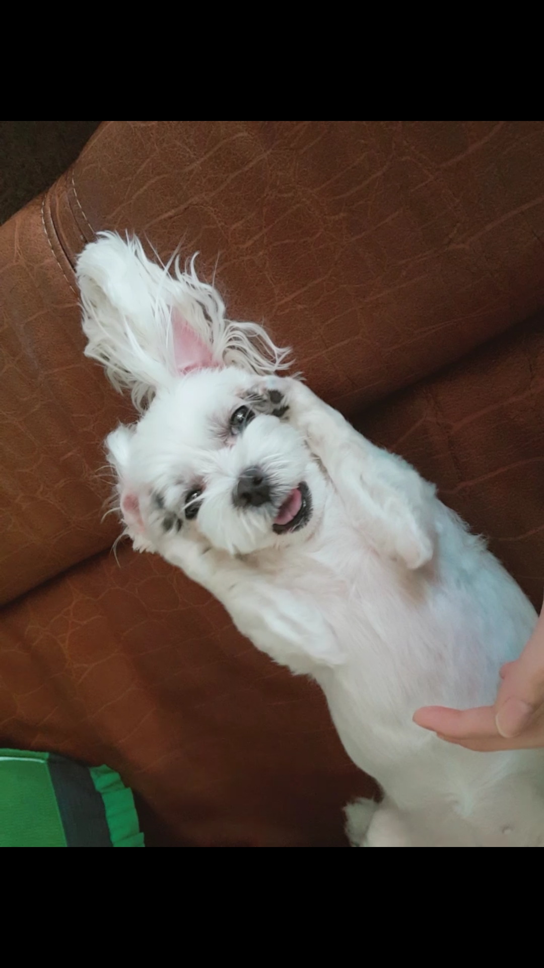꼬물꼬물 뽀야