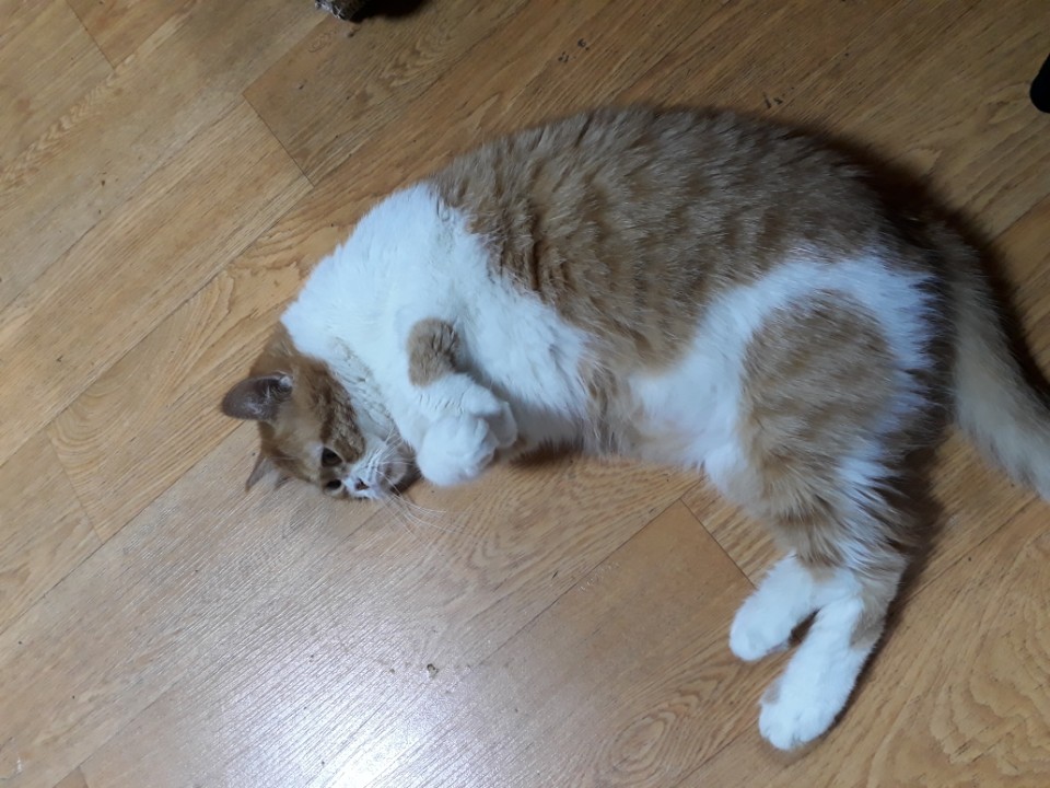 호빵이 입양후기