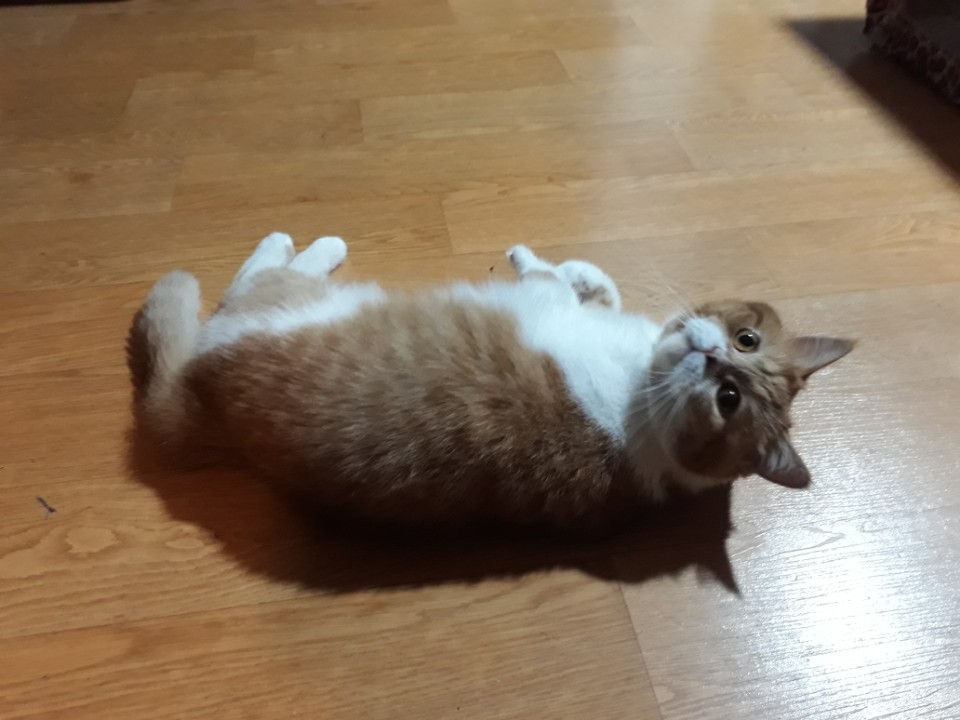 호빵이 입양후기