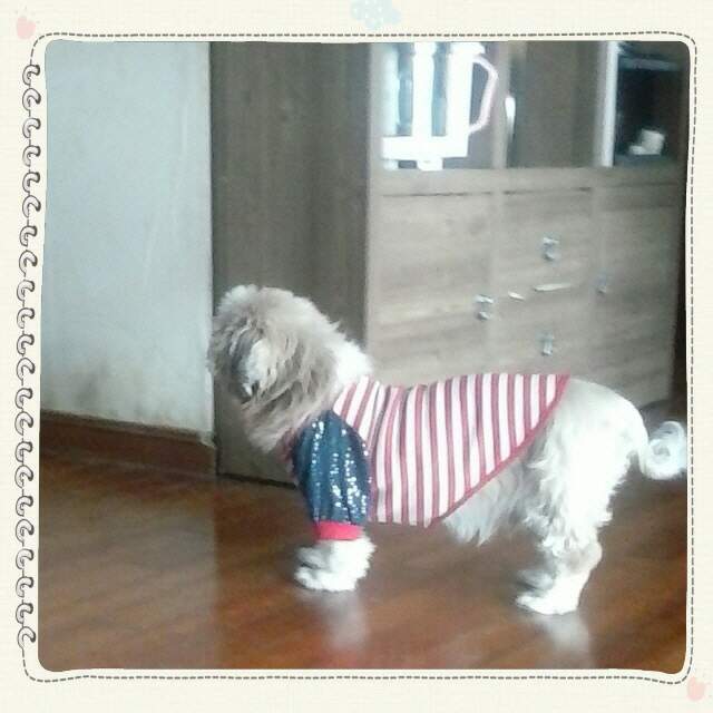 입양 16년차 동건이예요~