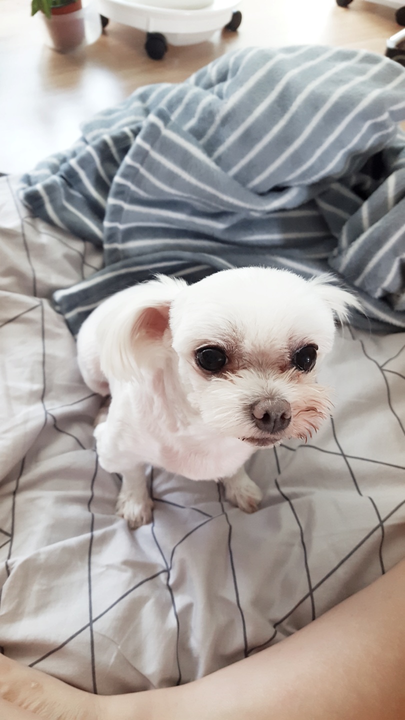 우리 밍키(뽀나.시흥번식장) 너무 이뻐요