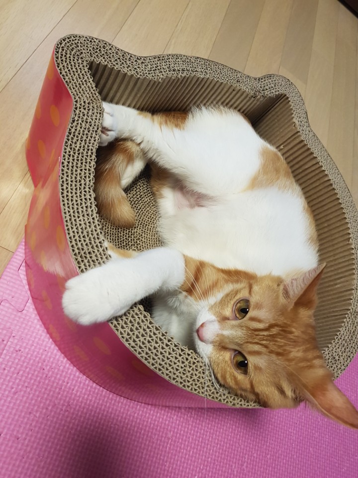 너무 사랑스러운 나나 입양후기입니다