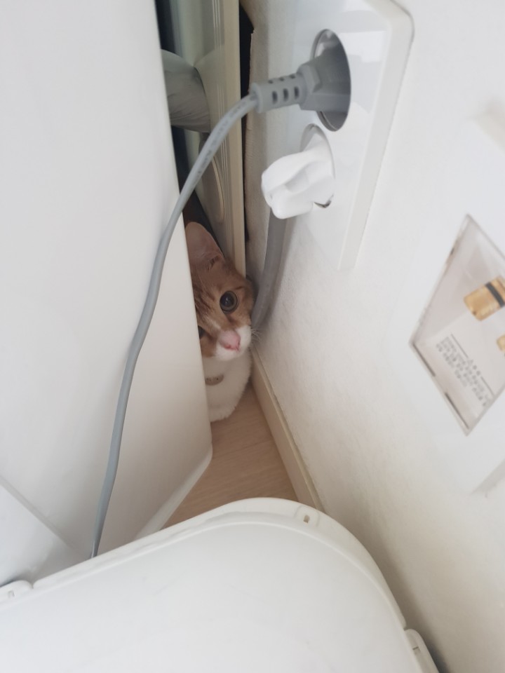 너무 사랑스러운 나나 입양후기입니다