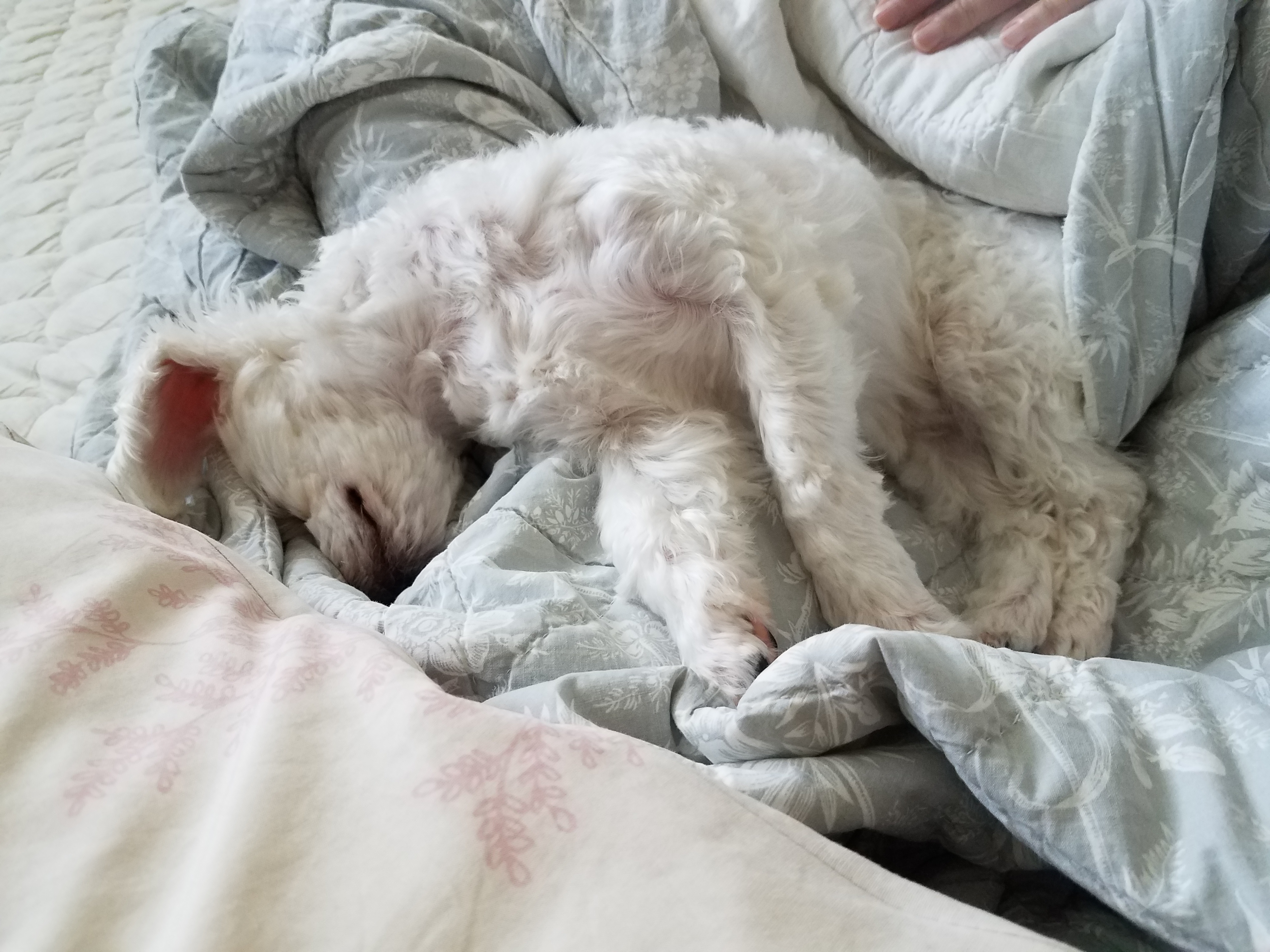 비단이 세번째 후기 올려용