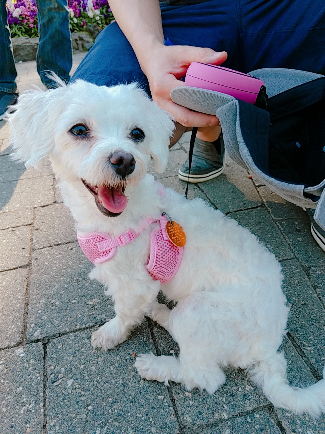 비단이 세번째 후기 올려용