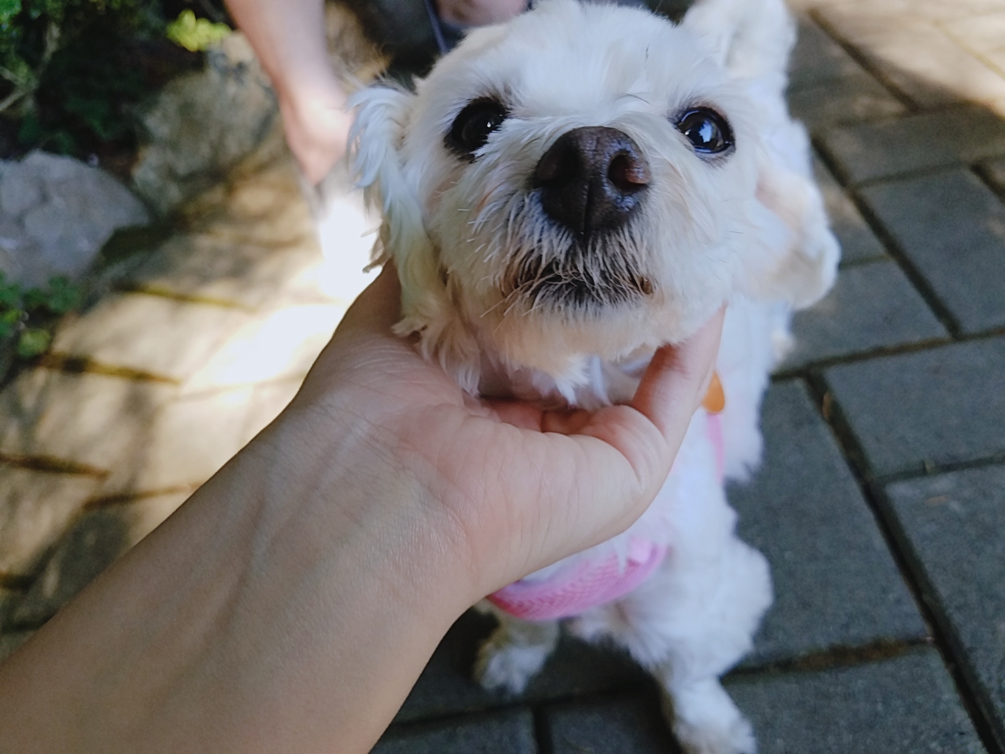 비단이 세번째 후기 올려용