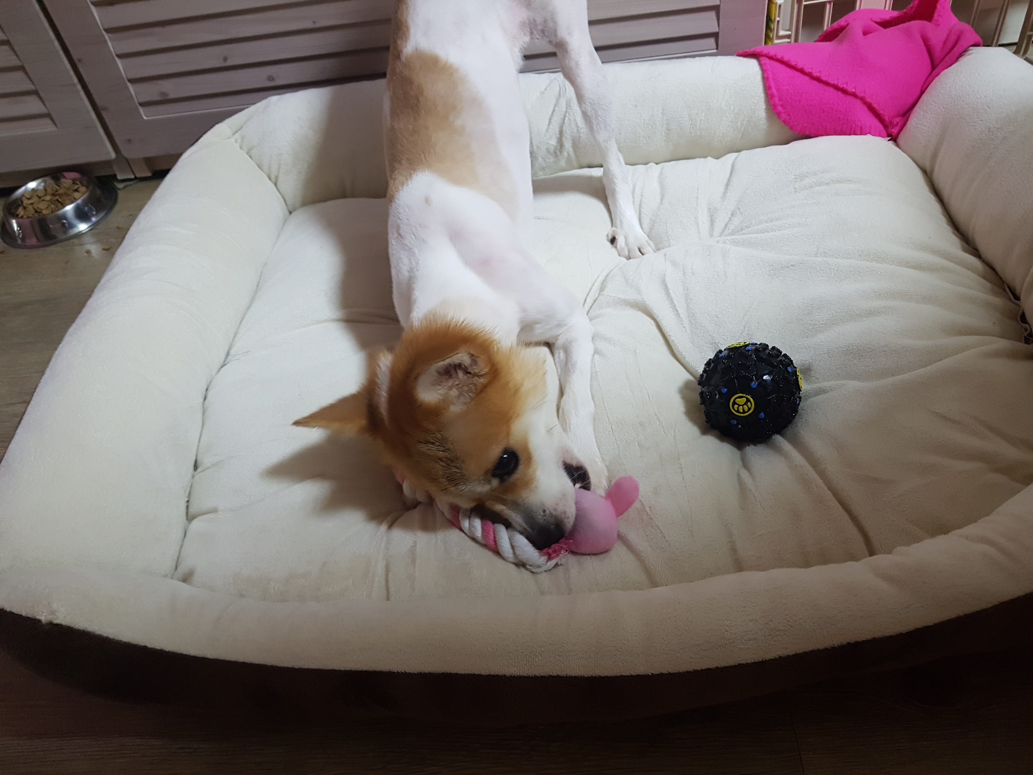 카멜이(제니) 입양 후기