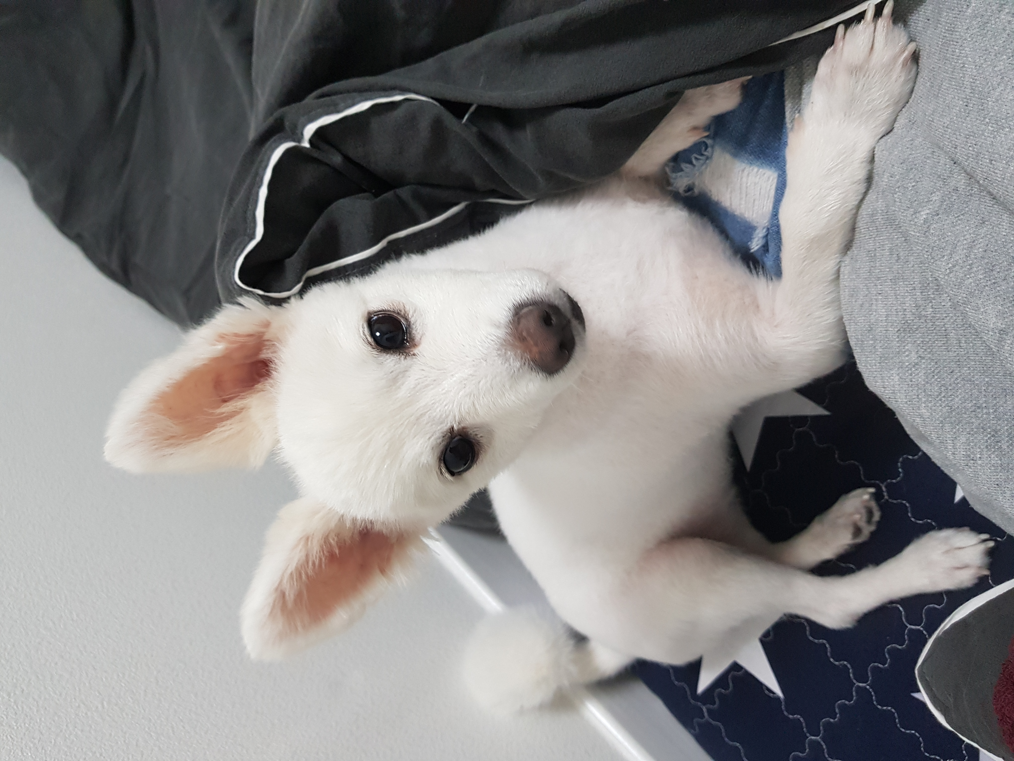 메리(금이) 입양 한 달째 후기입니다!