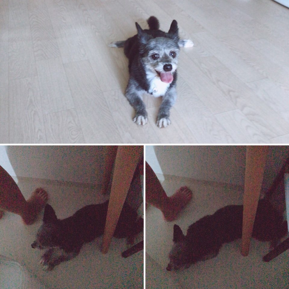 여울이가 온지 일주일 되었어요~