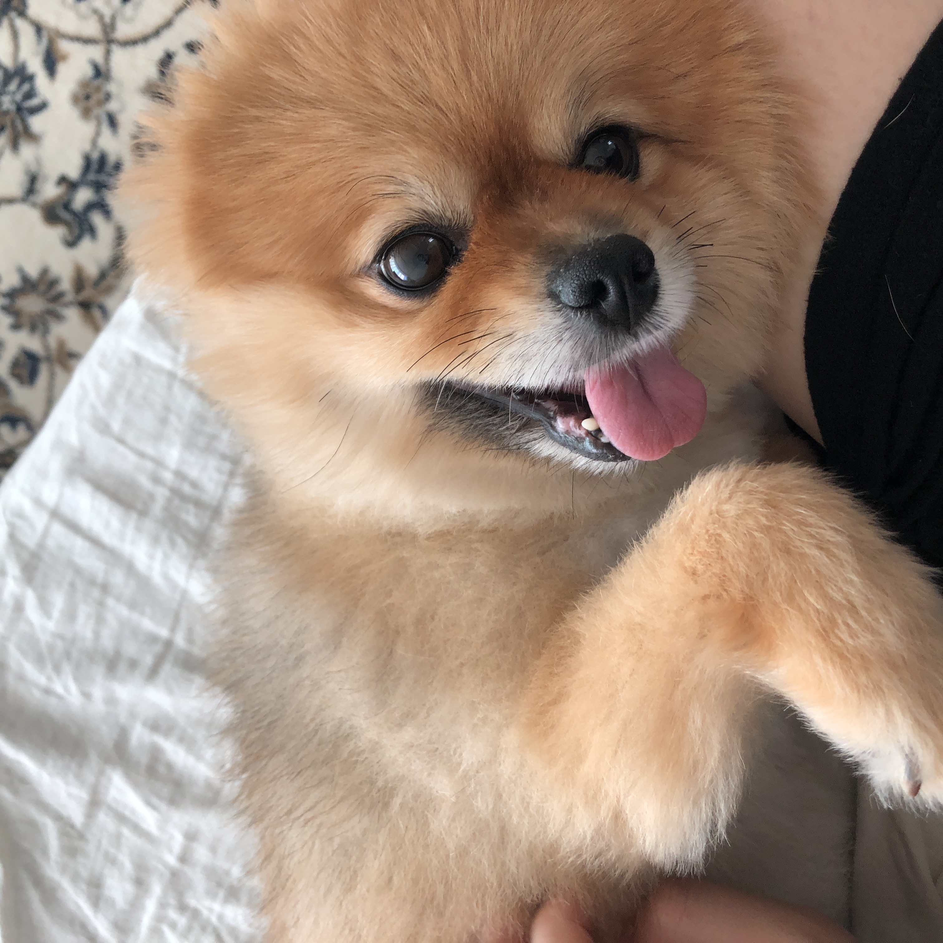 다봄이 3번째 입양후기 입니다&#10084;