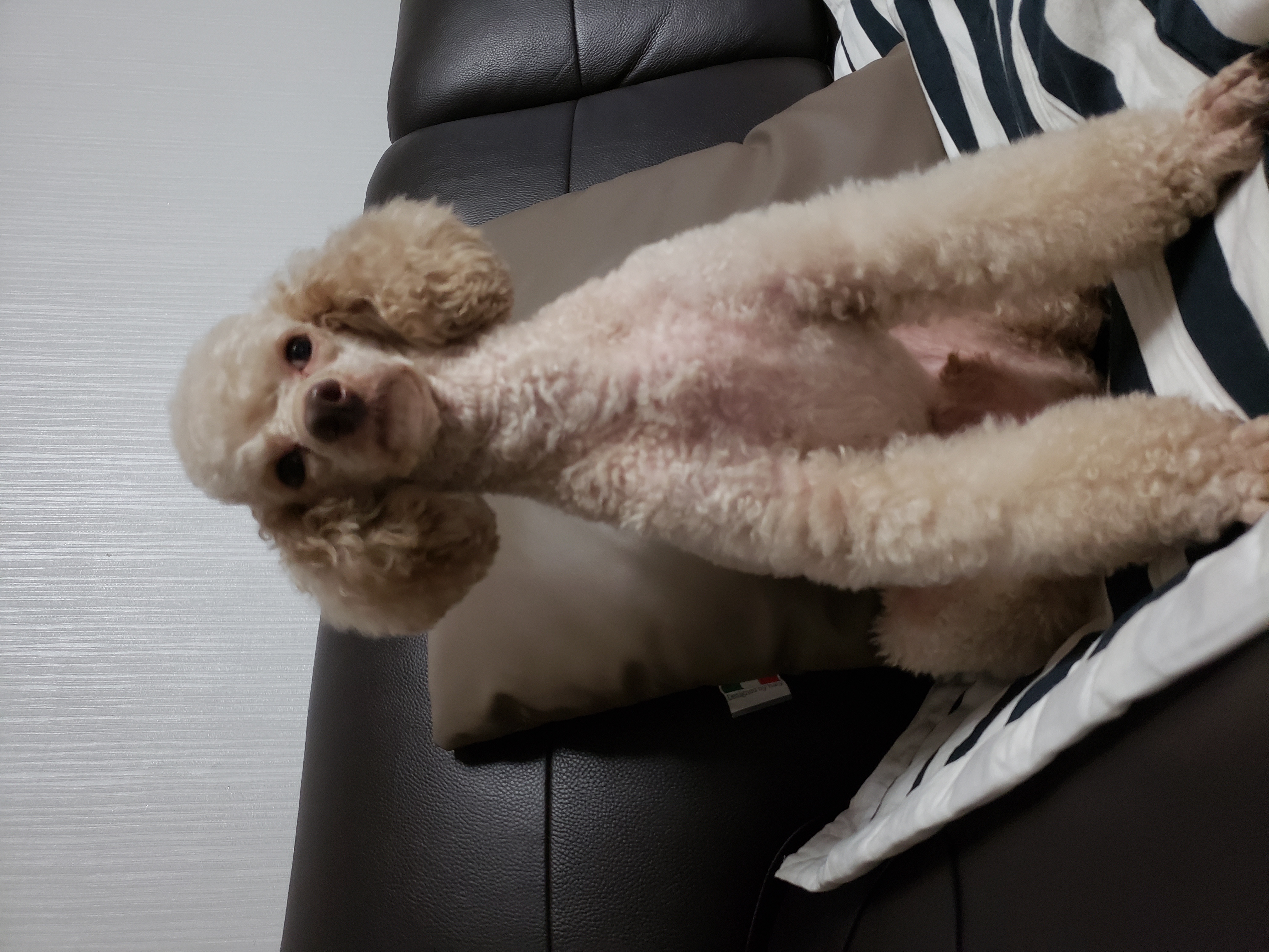 꽃돌이 입양 1주일 후기에요~