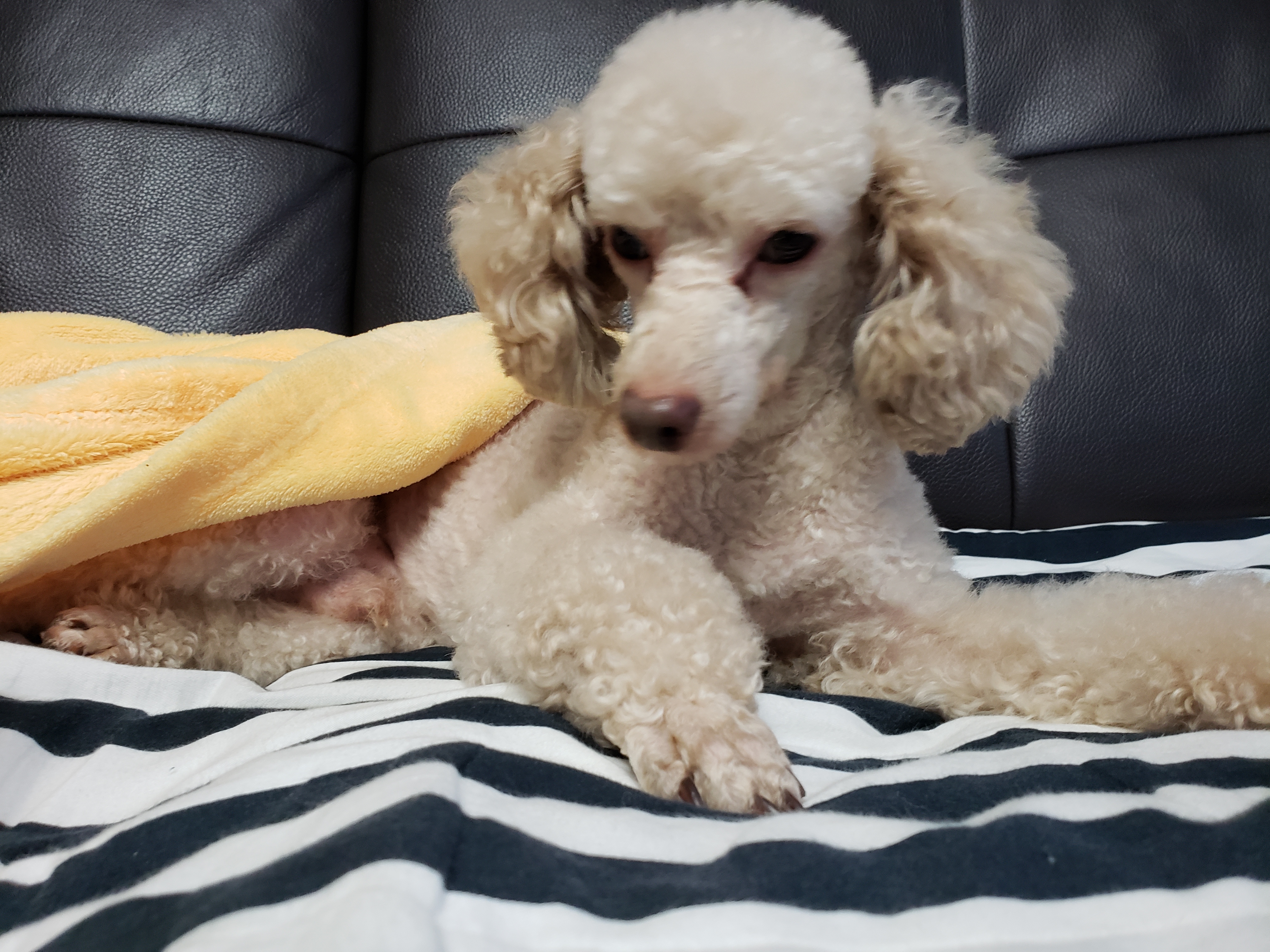꽃돌이 입양 1주일 후기에요~