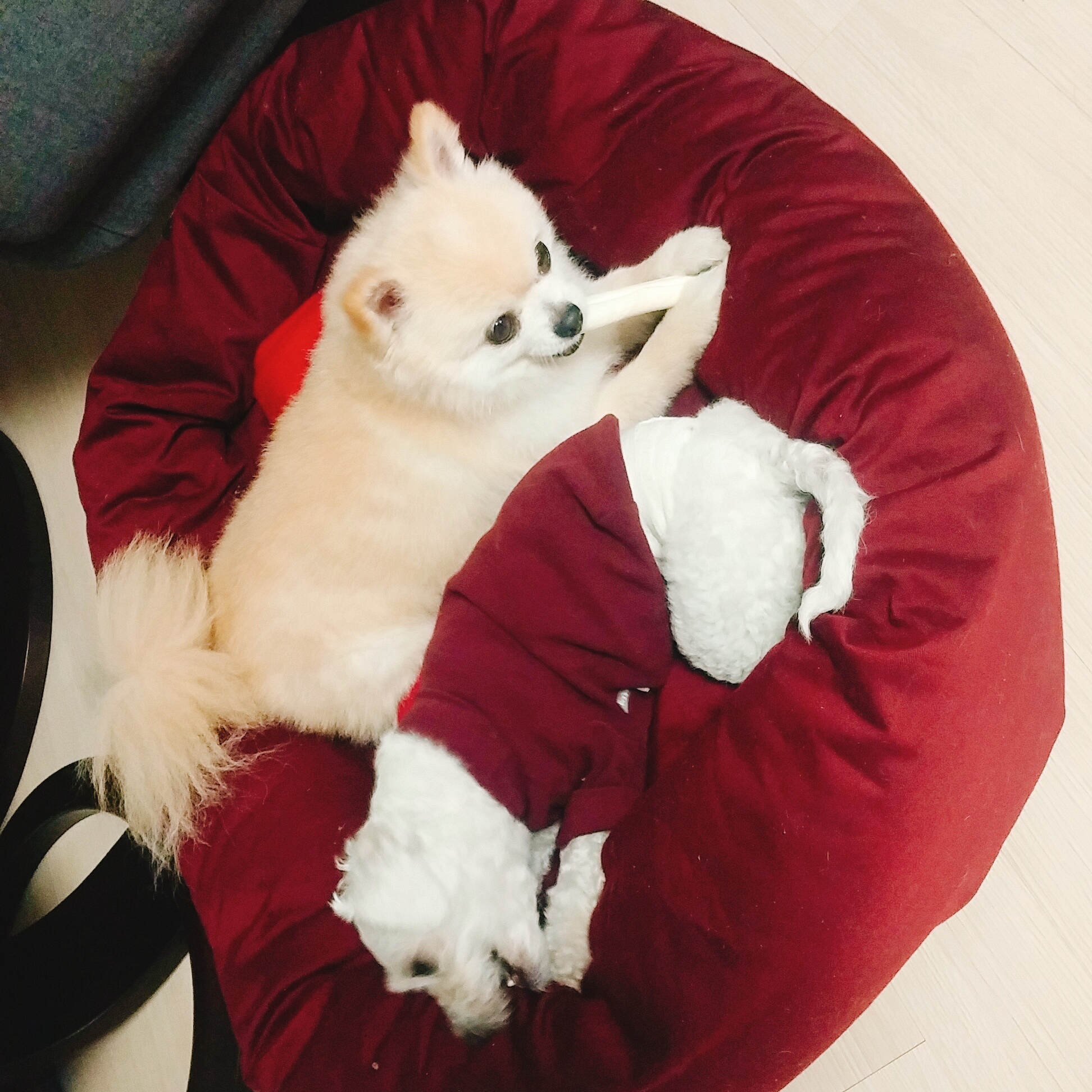 마프랑 입양후기:)