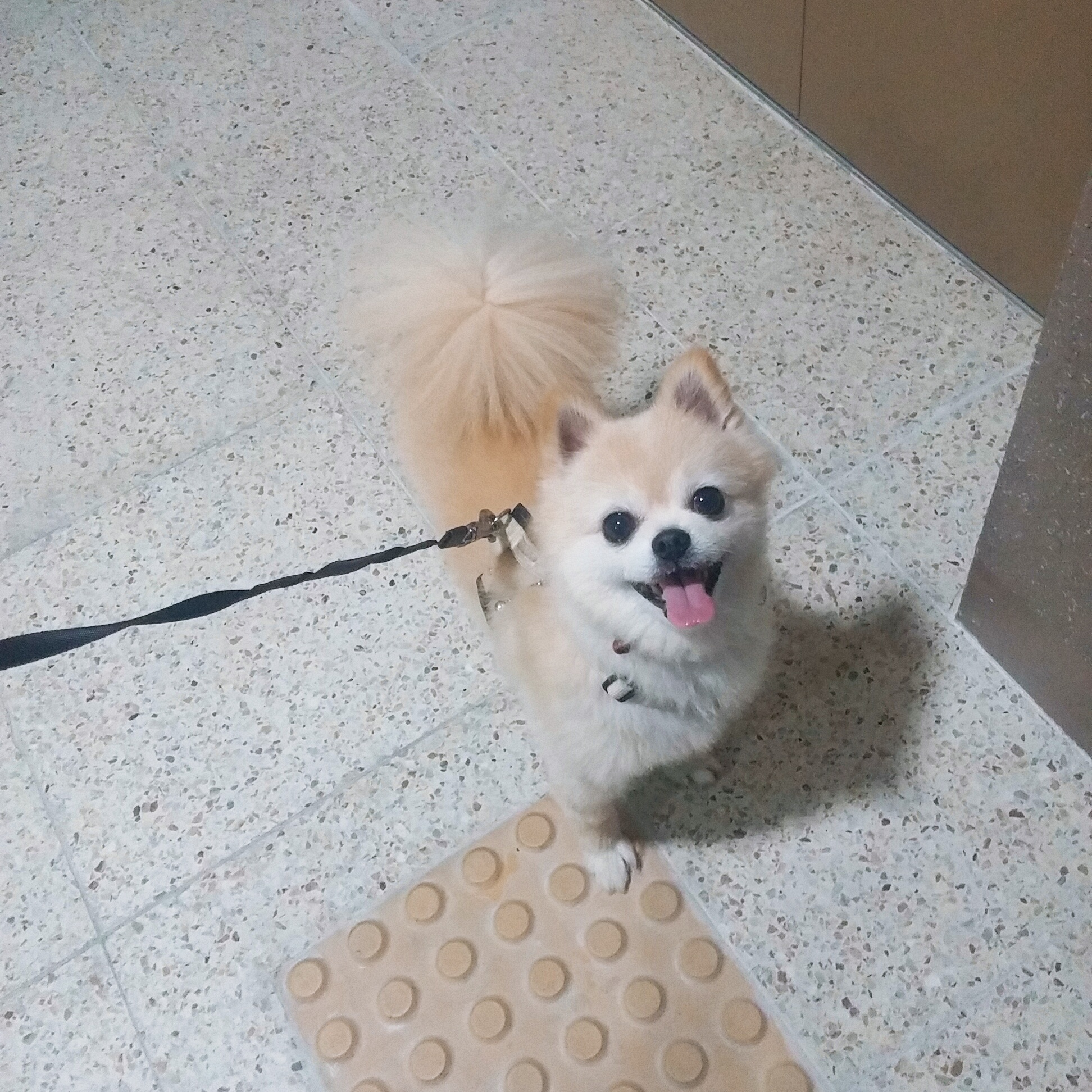 마프랑 입양후기:)