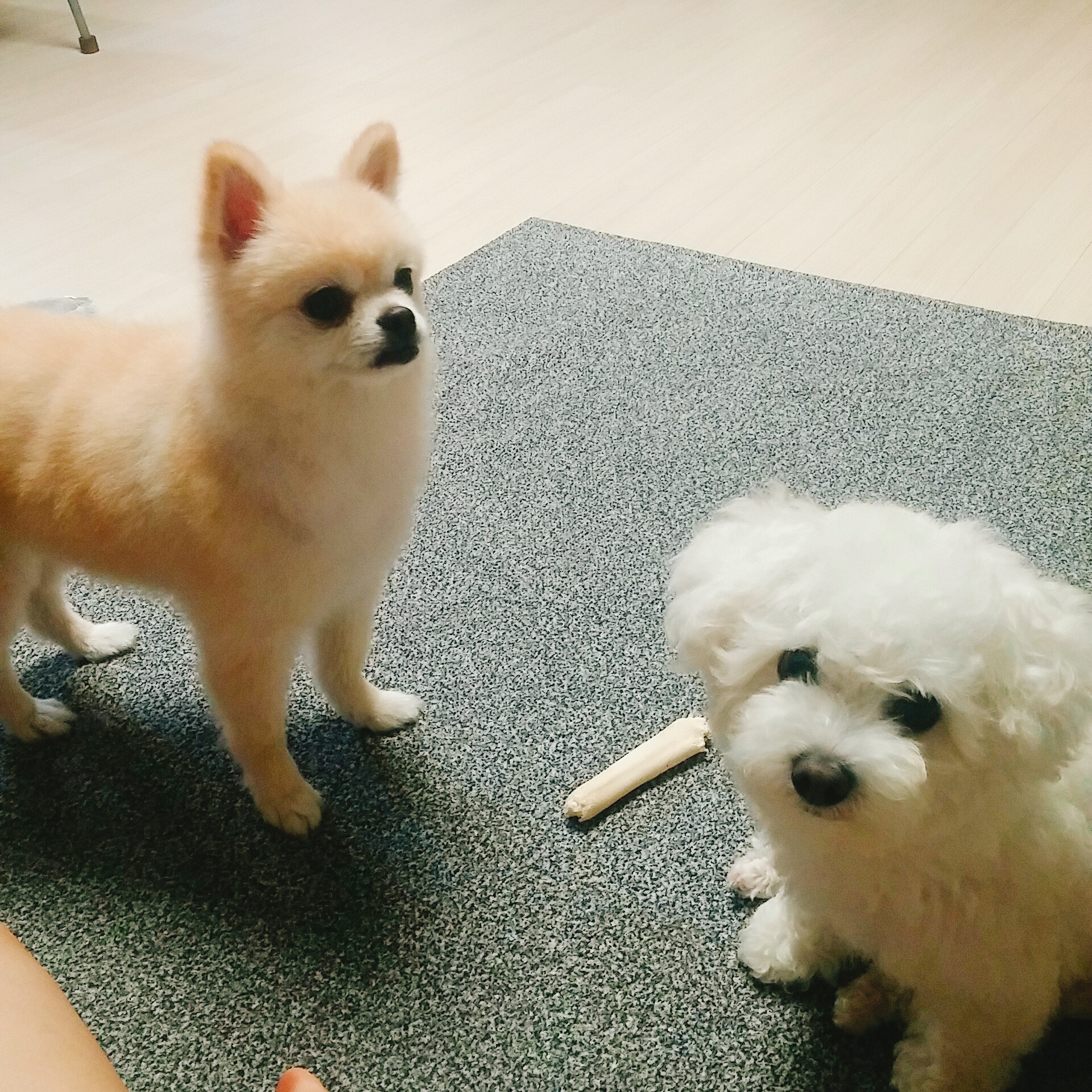 마프랑 입양후기:)