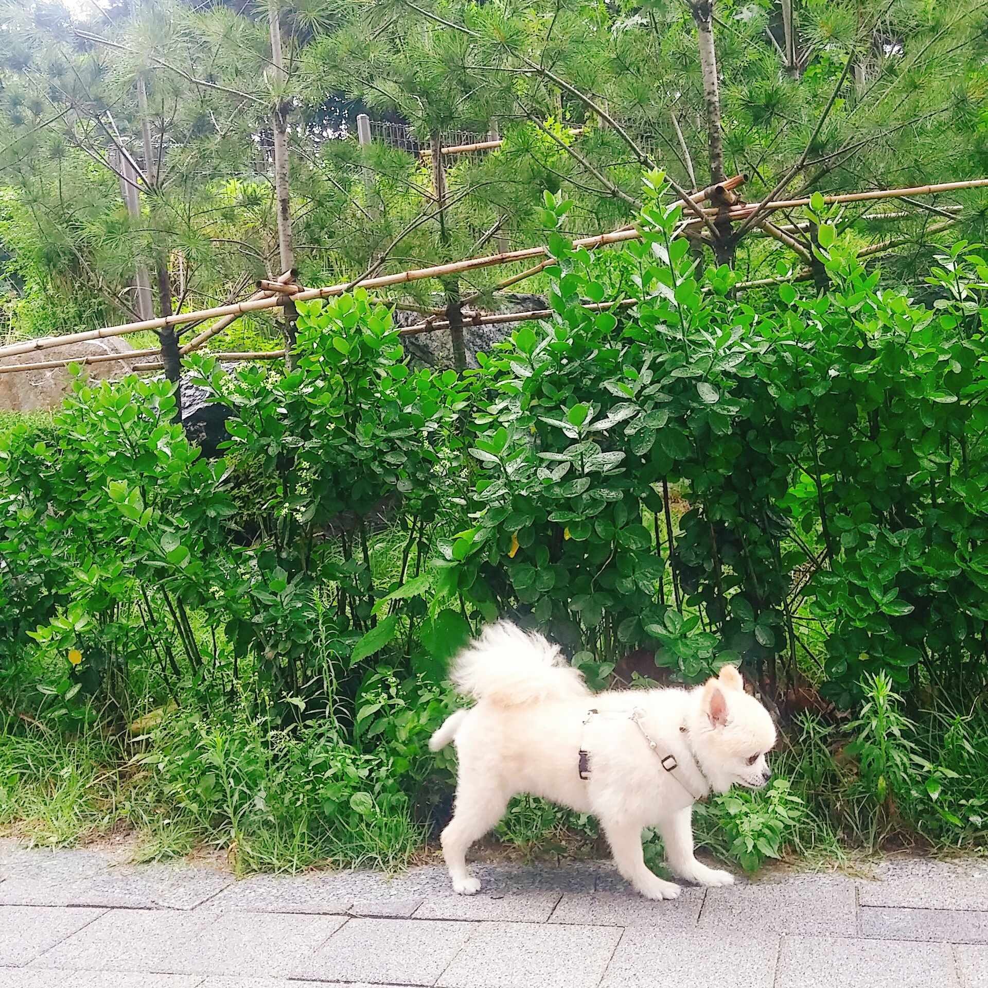 마프랑 입양후기:)