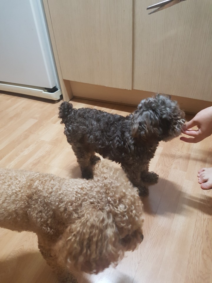 시흥번식장에서 구조된 달래(치멍24)의 입양후기
