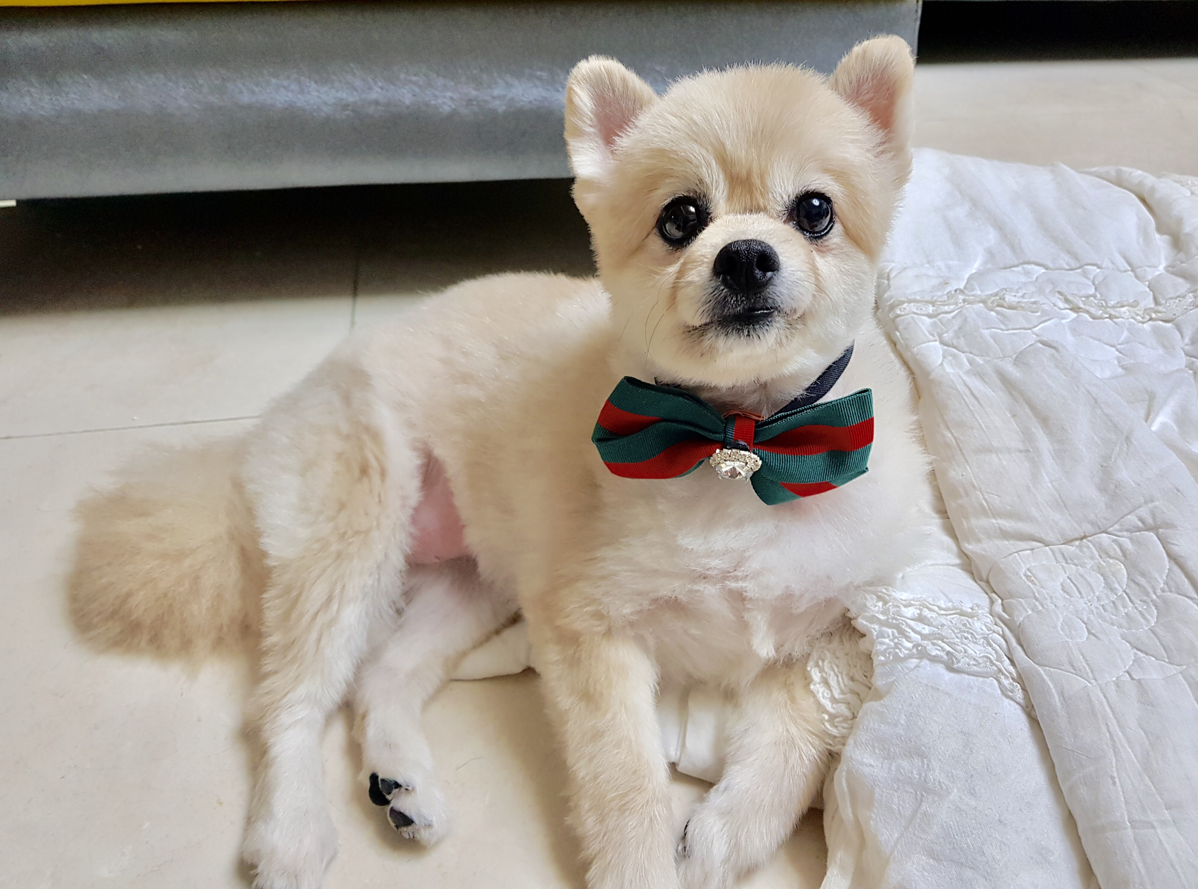 시흥번식장에서 온 심바의 세번째 일기~