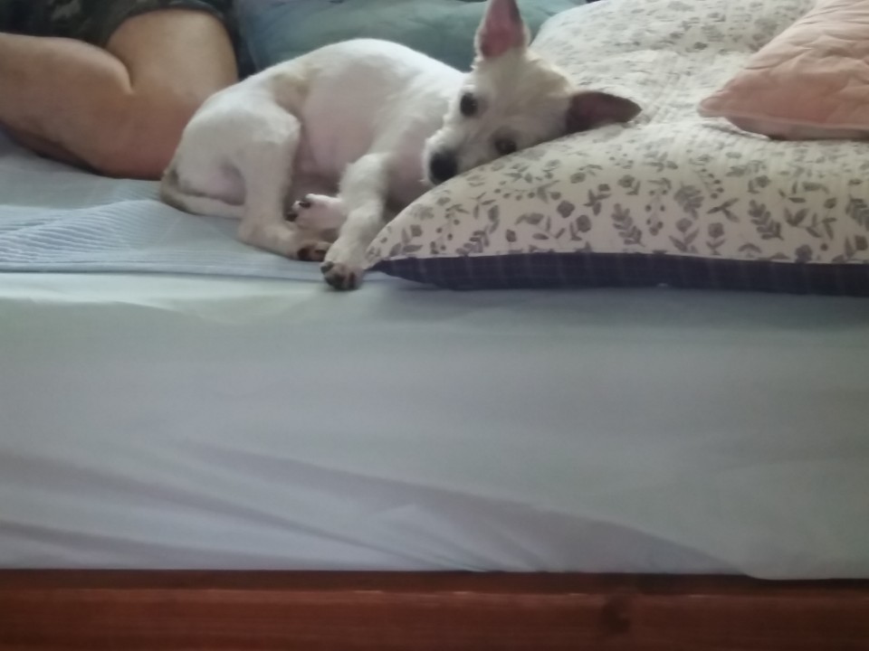 안녕하세요 막둥이 보호자 입니다~~ 입양 후기 입니다..