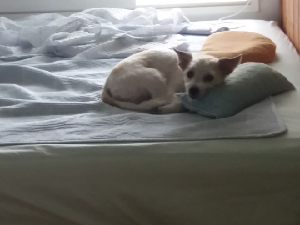 안녕하세요 막둥이 보호자 입니다~~ 입양 후기 입니다..