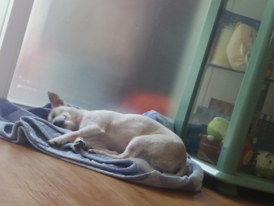 안녕하세요 막둥이 보호자 입니다~~ 입양 후기 입니다..