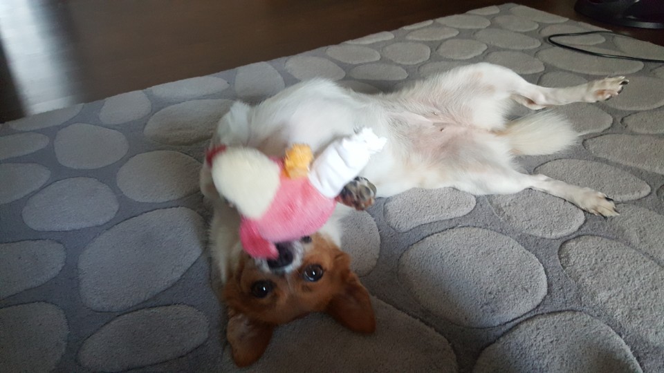 하이가 저희 집에 온지 1년이 되었어요!