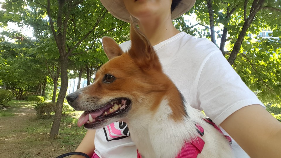하이가 저희 집에 온지 1년이 되었어요!