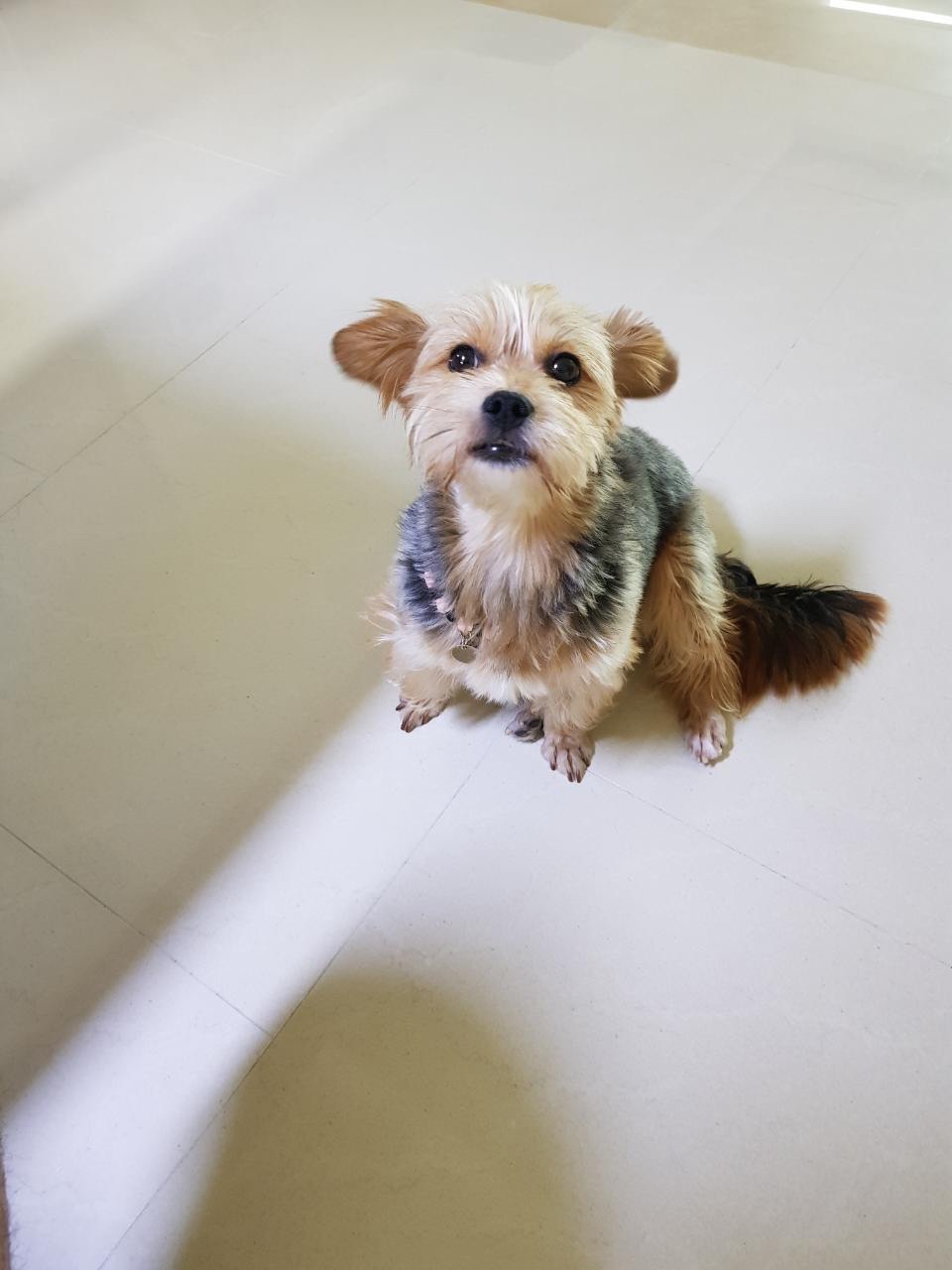 순심이가 벌써 우리집에 온지 한 달이 넘었네요~