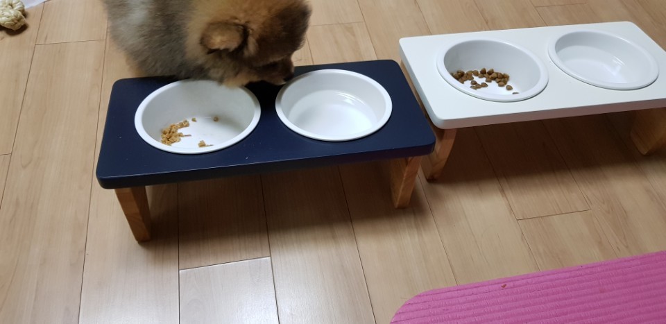 충북 보은 번식장에서 온 포11 (미니) 첫번째 입양후기에요