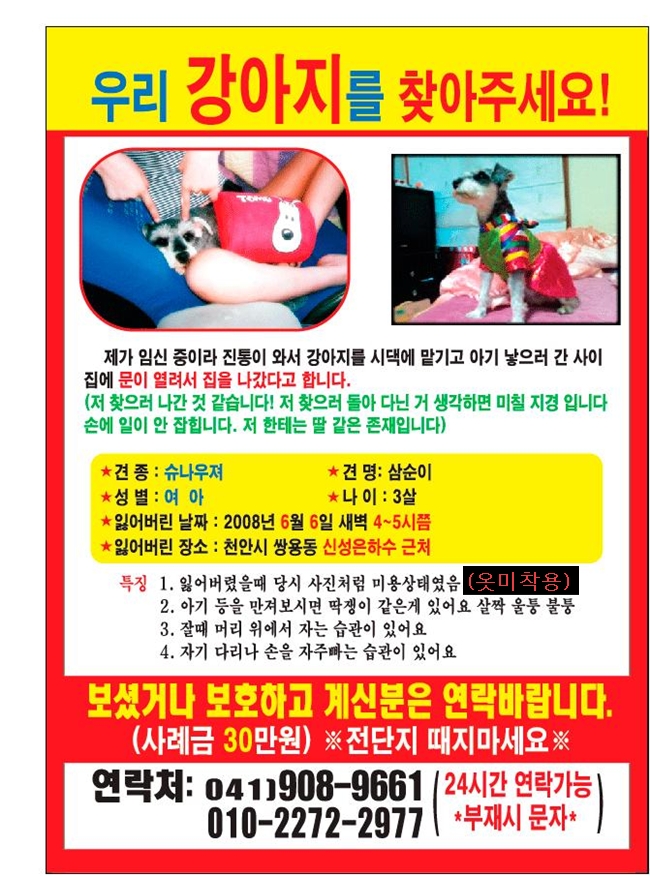 천안쌍용동(슈나우져)강아지를찾습니다!!