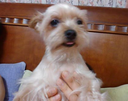 저희집 강아지 소리는 들리는데 모습이 안보입니다 ㅠㅠㅠ